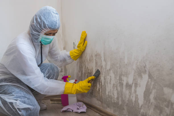 Best Mold Remediation for Healthcare Facilities  in Luck, WI